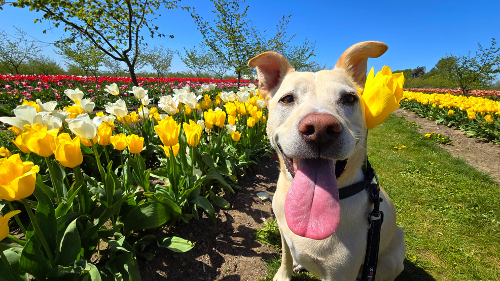 Image for story: Dogs, Highland cows and flowers galore at Tulip Valley Farms and Garden Rosalyn