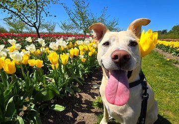 Image for story: Dogs, Highland cows and flowers galore at Tulip Valley Farms and Garden Rosalyn